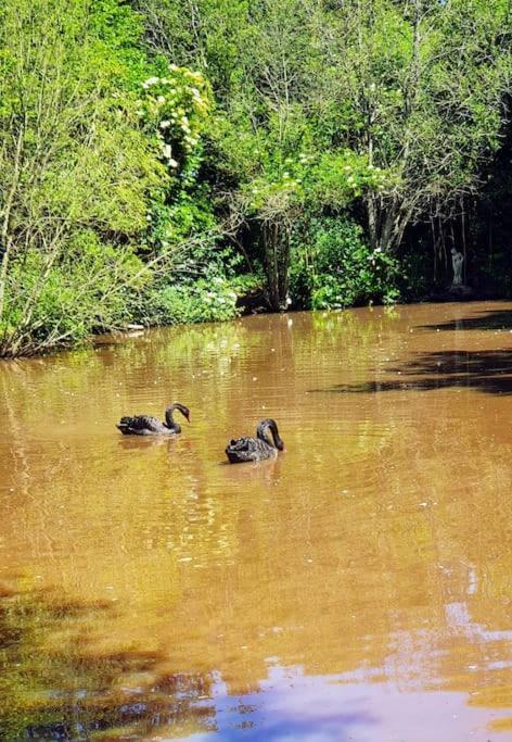 Tout Le Confort Au Milieu D'Un Parc Botanique Noyal-Muzillac エクステリア 写真